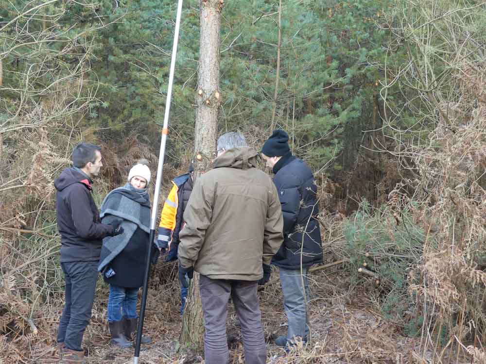 Marquage des pins en forêt