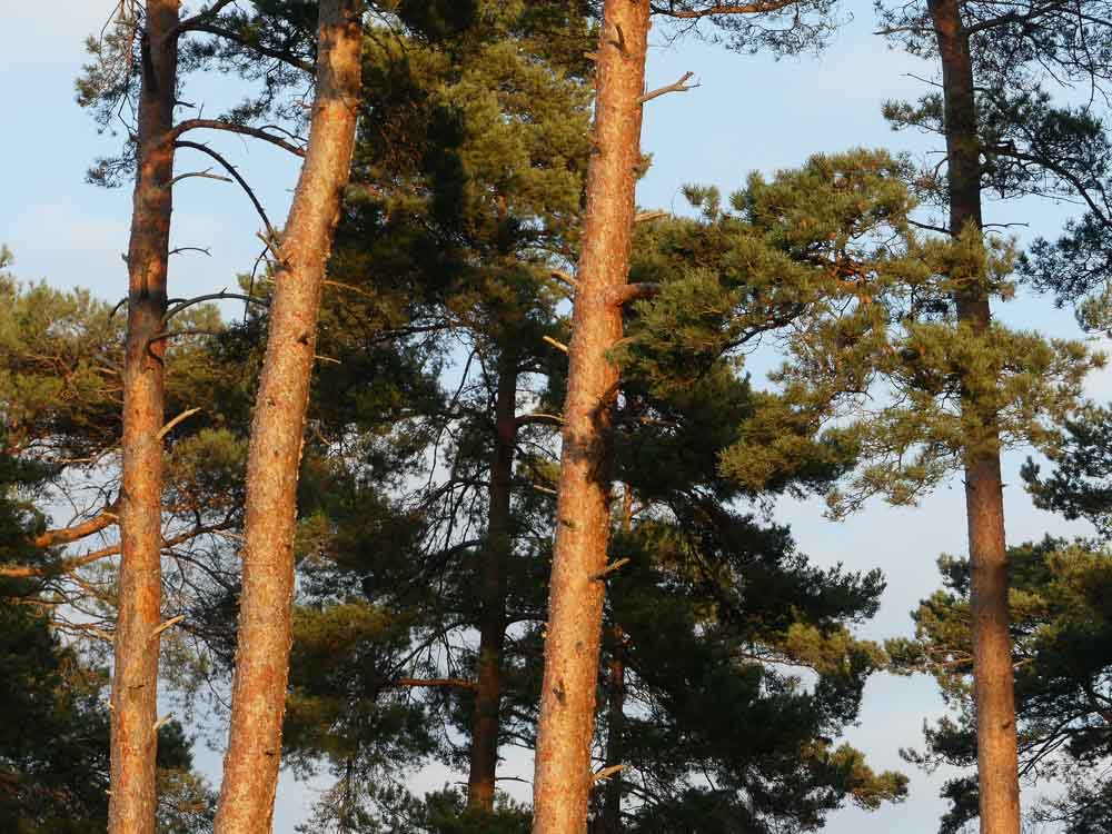 Marquage des pins en forêt