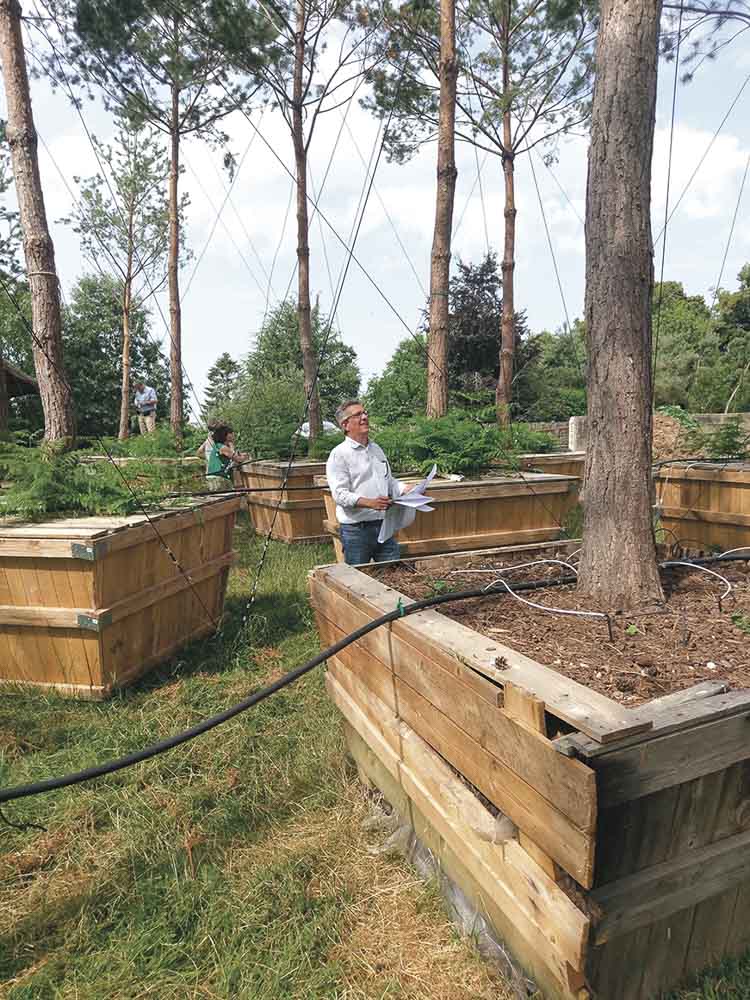 Marquage des pins en forêt