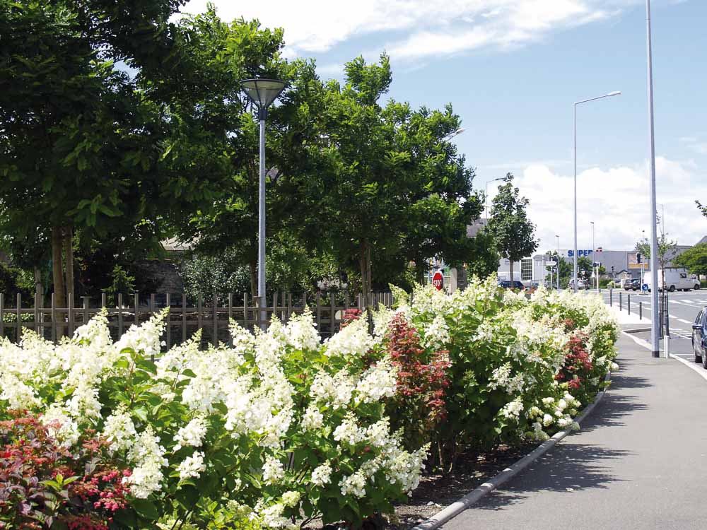 La rue des hydrangeas à Angers