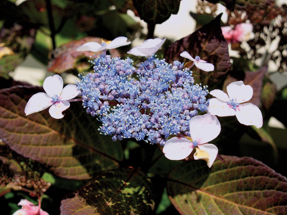 La rue des hydrangeas à Angers