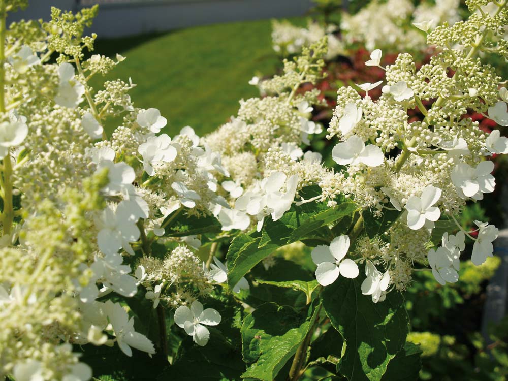 La rue des hydrangeas à Angers