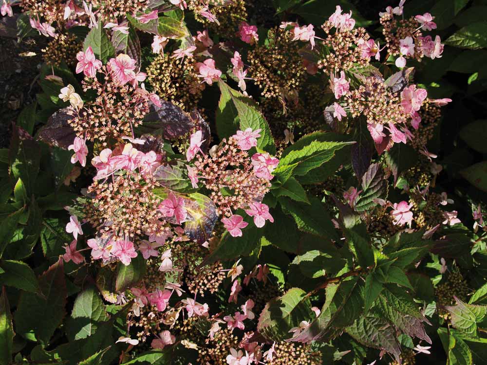 La rue des hydrangeas à Angers